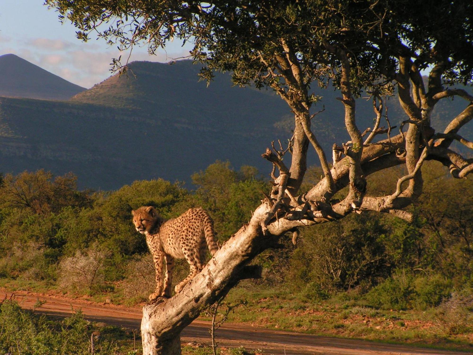 Samara Karoo Reserve Graaff-Reinet Exterior foto